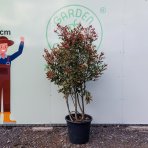 Červienka Fraserova (Photinia x fraseri) ´MCLARLOU LOUISE´ - výška 140-170 cm, kont. C50L - VIACKMENNÁ